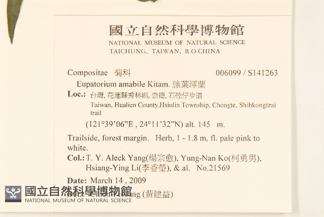 腺葉澤蘭藏品圖，第2張