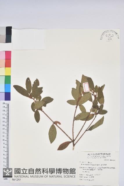 金毛杜鵑藏品圖，第1張