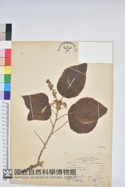 野桐藏品圖，第1張