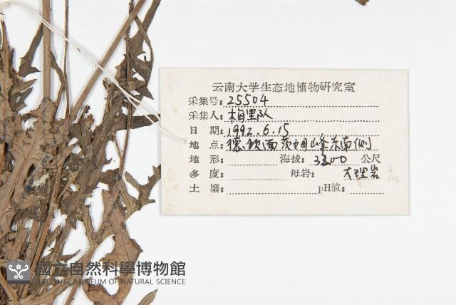 川西黃鵪菜藏品圖，第2張