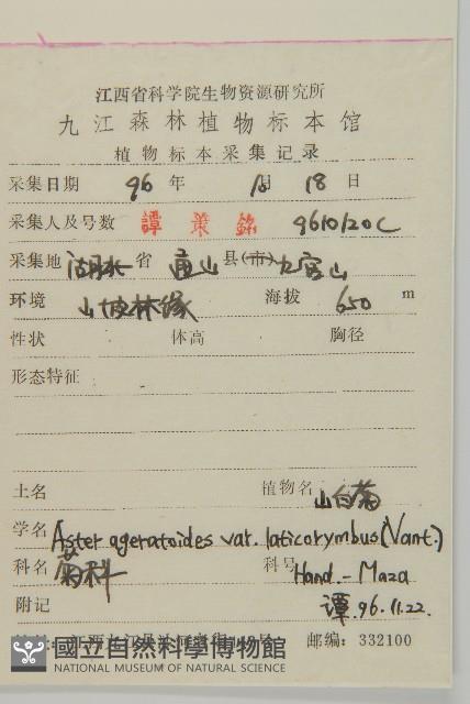 寬傘三褶葉紫菀藏品圖，第2張