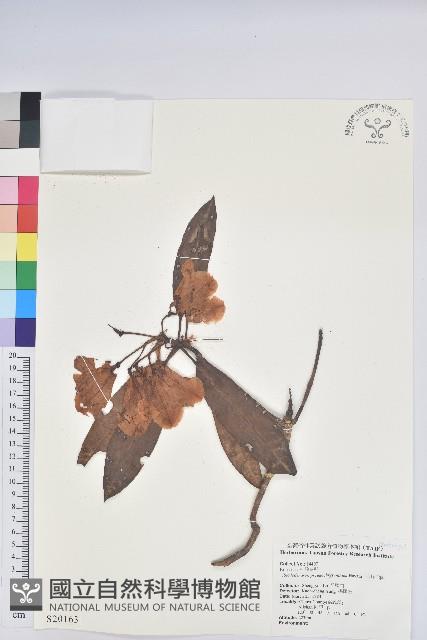 玉山杜鵑藏品圖，第1張