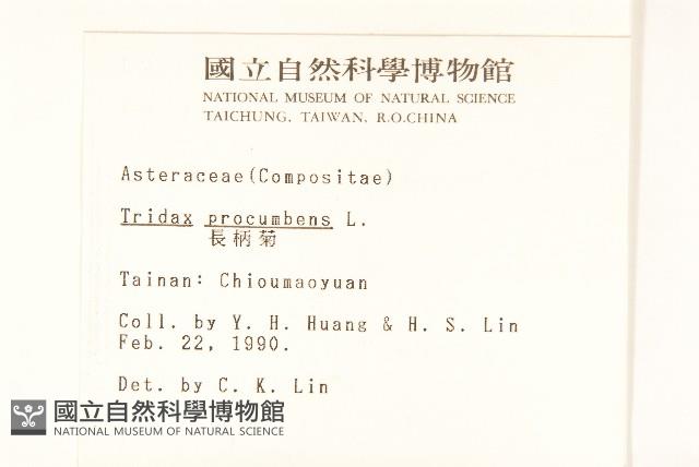 長柄菊藏品圖，第2張