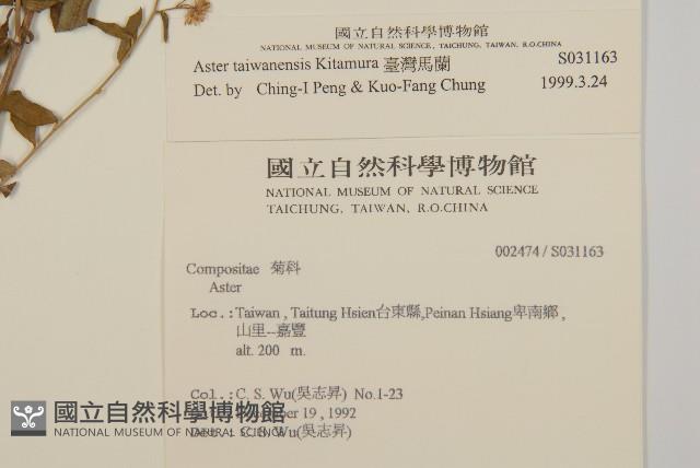 臺灣馬蘭藏品圖，第2張