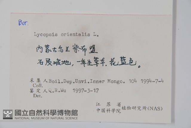 狼紫草藏品圖，第2張