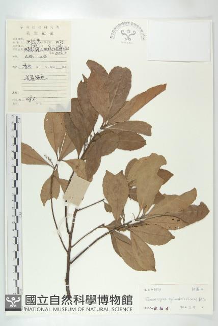 杜英、山杜英、蘭嶼杜英藏品圖，第1張