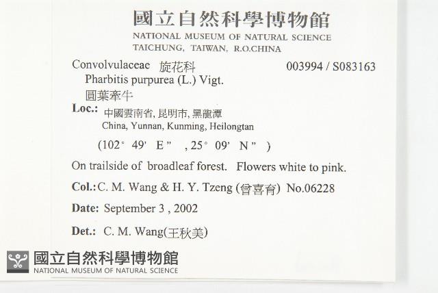 圓葉牽牛藏品圖，第2張