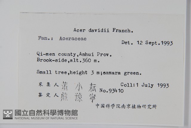 青榨槭藏品圖，第2張