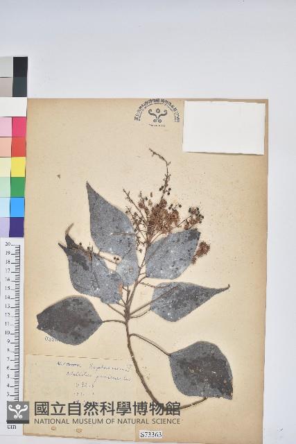 白匏子藏品圖，第1張