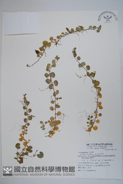 普刺特草藏品圖，第1張