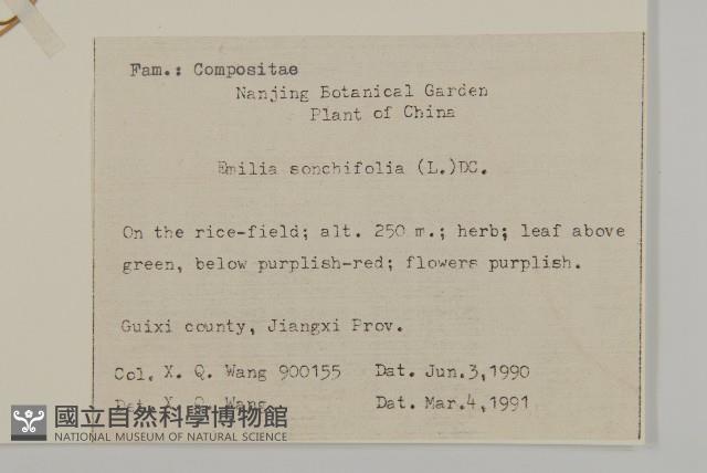 紫背草藏品圖，第2張