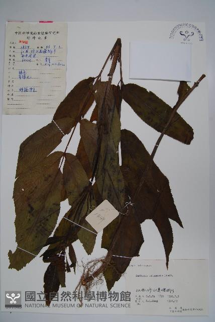 冇骨消藏品圖，第1張