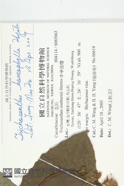 芋葉括樓藏品圖，第2張