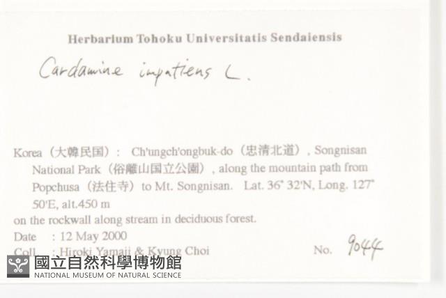 水花菜藏品圖，第2張