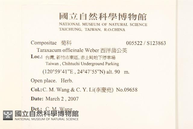 西洋蒲公英藏品圖，第2張