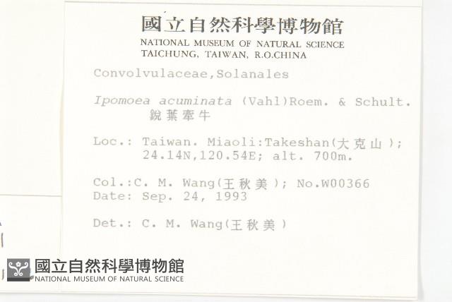 銳葉牽牛藏品圖，第2張