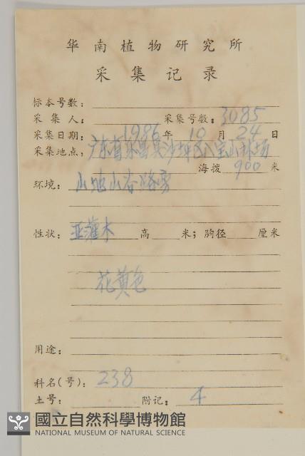 灰蓮蒿藏品圖，第2張