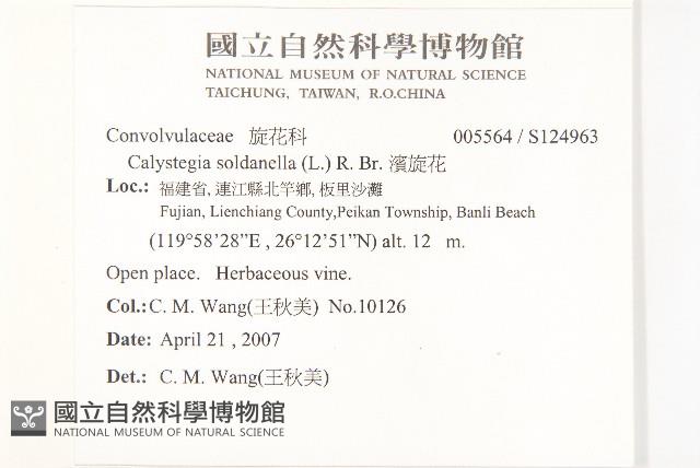 濱旋花藏品圖，第2張