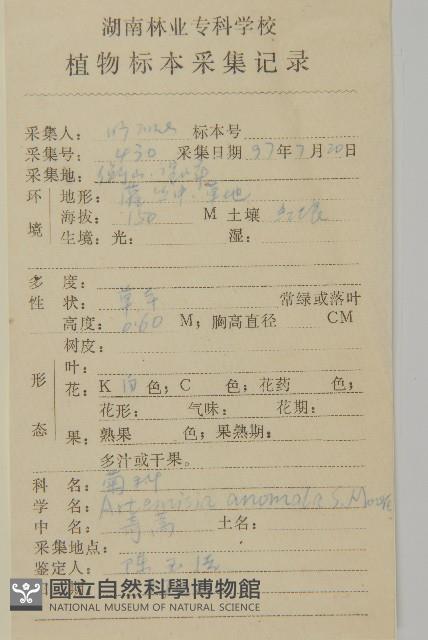 珍珠蒿、奇蒿藏品圖，第2張