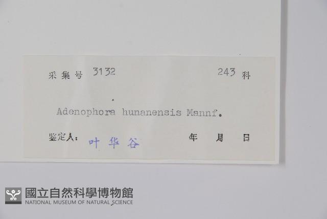 湖南沙參、寬裂沙參藏品圖，第2張