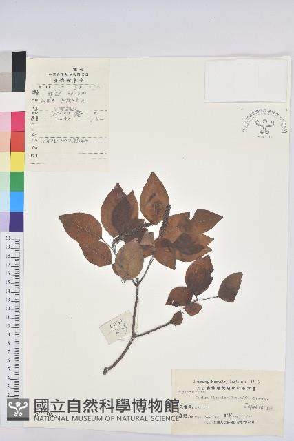 白臼藏品圖，第1張