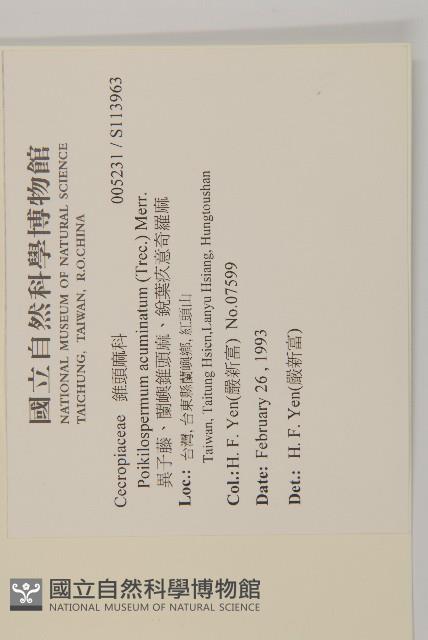 異子藤、蘭嶼錐頭麻、銳葉疚意奇羅麻藏品圖，第2張