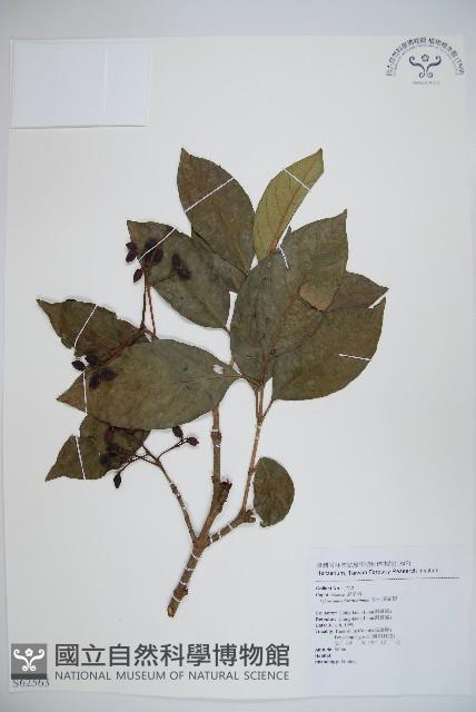 珊瑚樹藏品圖，第1張