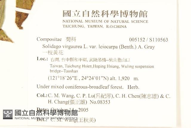 一枝黃花藏品圖，第2張