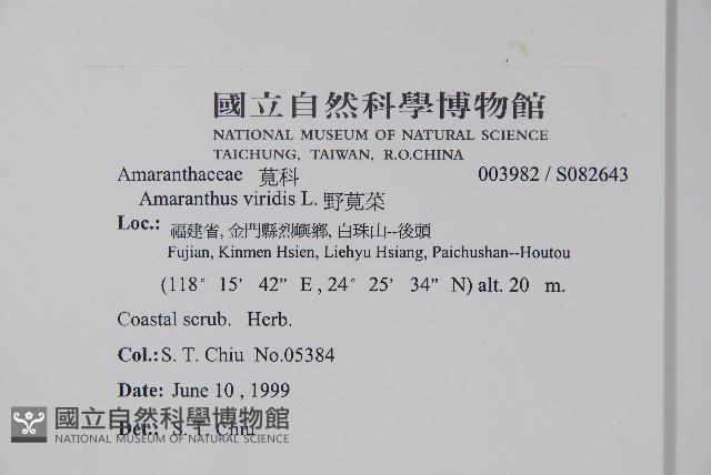 野莧菜藏品圖，第2張