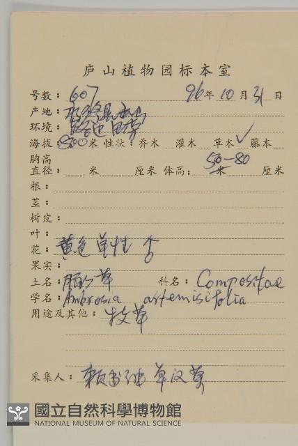 豬草、瘤果菊藏品圖，第2張