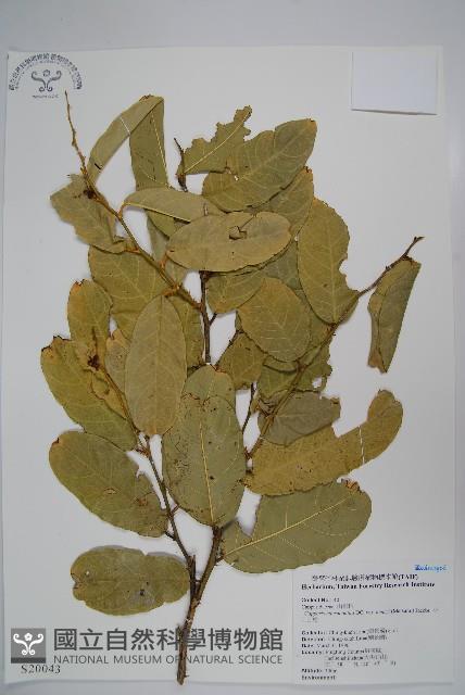 小刺山柑藏品圖，第1張