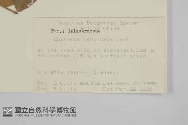 百齒衛矛藏品圖，第2張