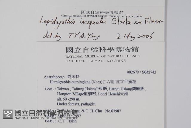 卵葉鱗球花藏品圖，第2張