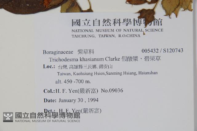 假酸漿、碧果草藏品圖，第2張