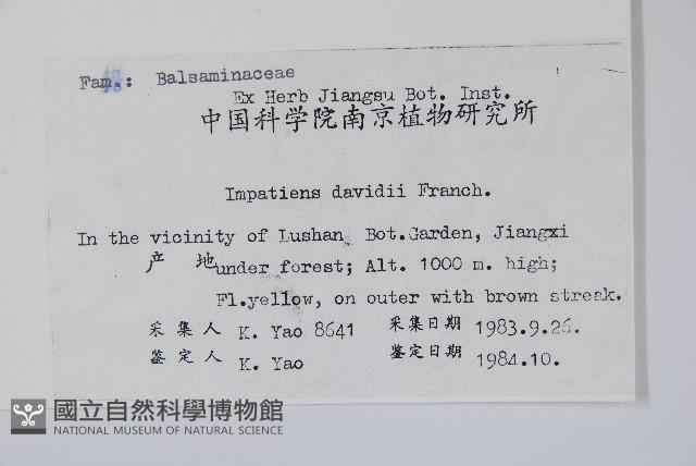 牯嶺鳳仙花藏品圖，第2張