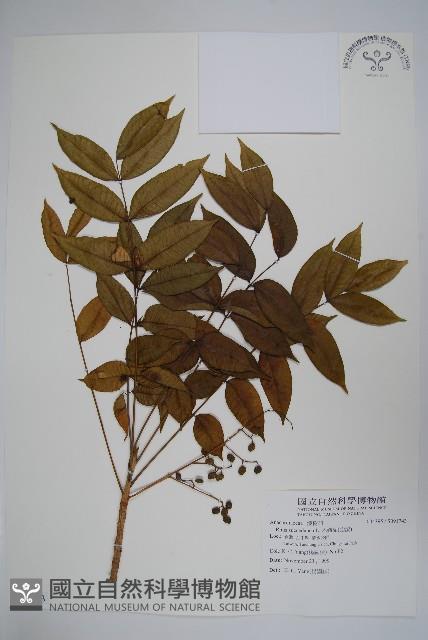 木蠟樹、山漆藏品圖，第1張