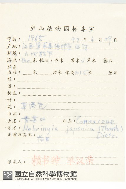 青莢葉藏品圖，第2張