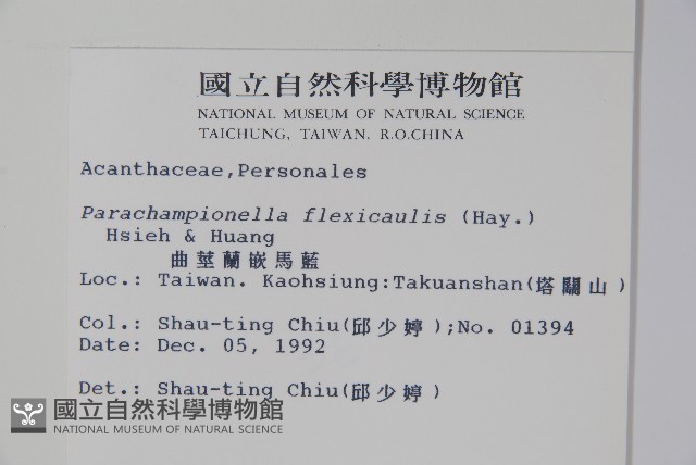 曲莖馬藍藏品圖，第2張