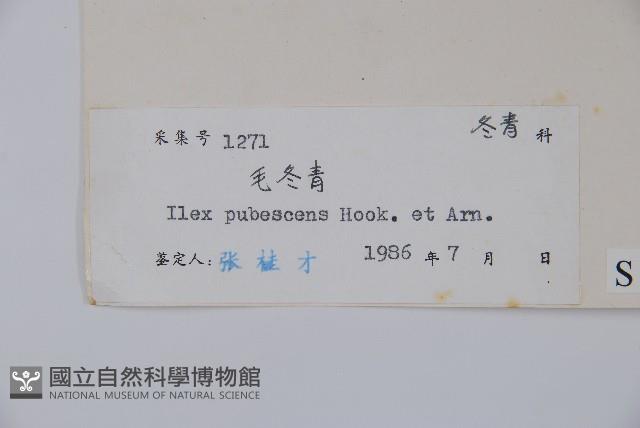 密毛假黃楊藏品圖，第2張