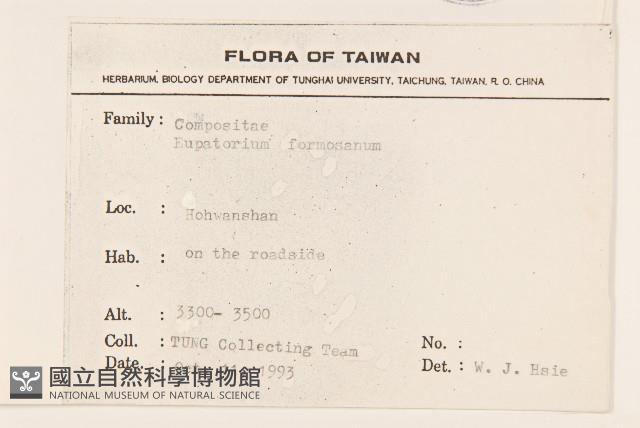 臺灣澤蘭藏品圖，第2張