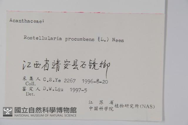 爵床、六角英藏品圖，第2張