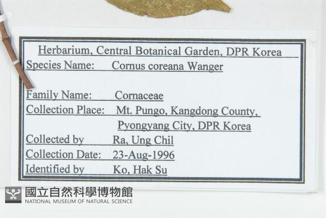 朝鮮山茱萸藏品圖，第2張