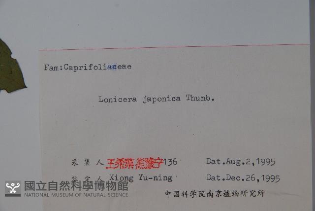 忍冬、金銀花藏品圖，第2張