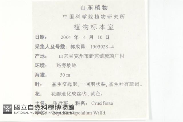 腺獨行菜藏品圖，第2張
