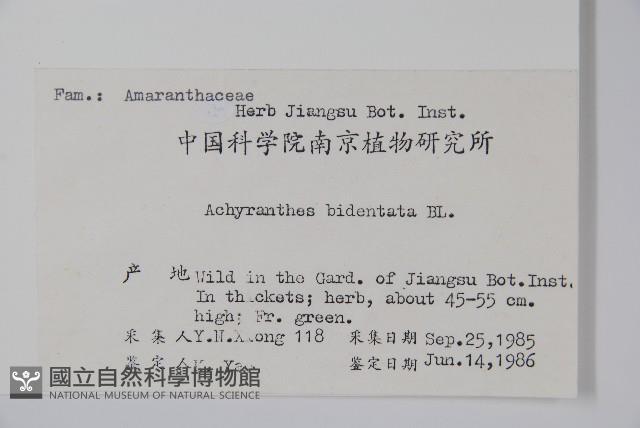 牛膝藏品圖，第2張