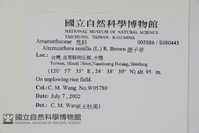 蓮子草藏品圖，第2張