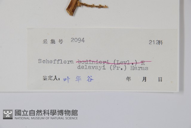 穗序鵝掌柴藏品圖，第2張