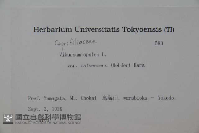 雞樹條莢迷藏品圖，第2張