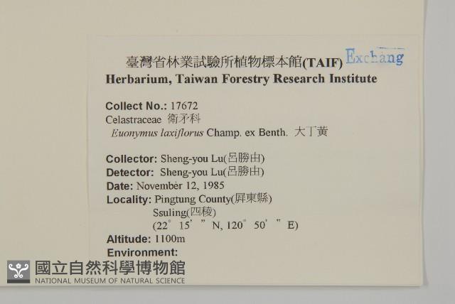 大丁黃藏品圖，第2張