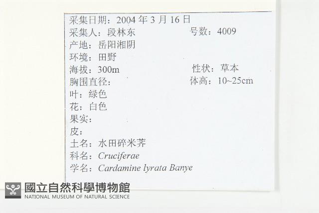 水田碎米薺藏品圖，第2張